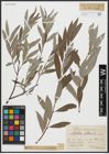 Foto von Salix alba L.